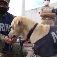 Perrito salvado en Tabasco por la Marina será entrenado para ser rescatista