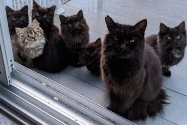La tierna historia que se volvió viral: gata callejera presenta sus crías a la mujer que le da de comer todos los días