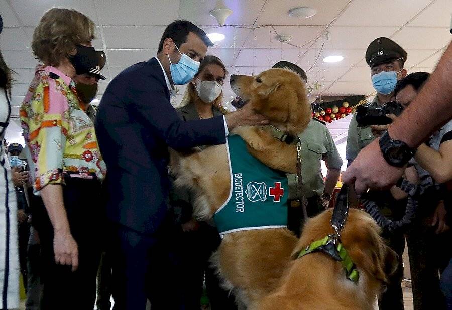 PAtrulla canina