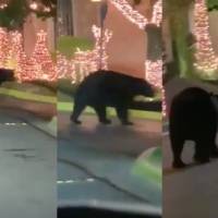 ¡Ya se sienten las fiestas! Oso llega a "villa navideña" en Nuevo León