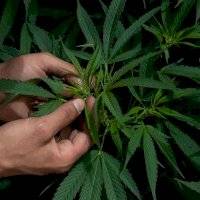 Publican reglamento sobre el uso medicinal del cannabis en México