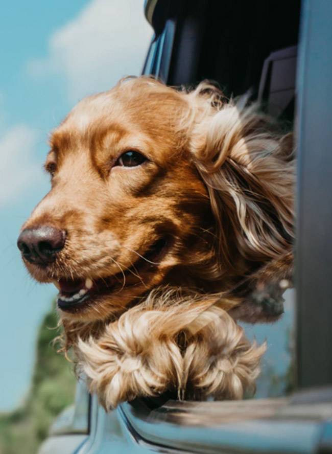 Perro Perro