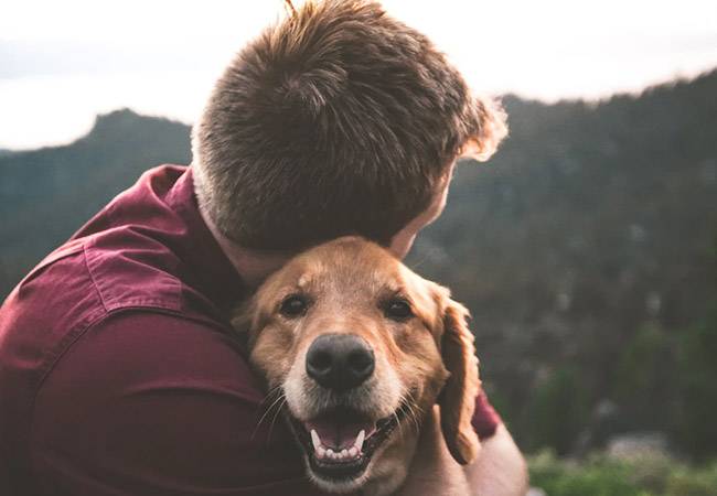 Perros Perros