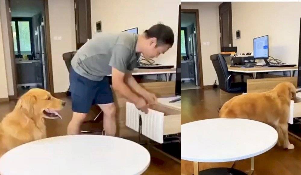 perro comida