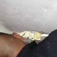 Policías de Neza rescatan a perrito que quedó atrapado entre dos paredes
