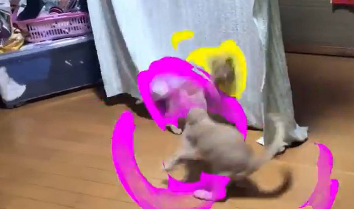 Gatos Super Saiyajin