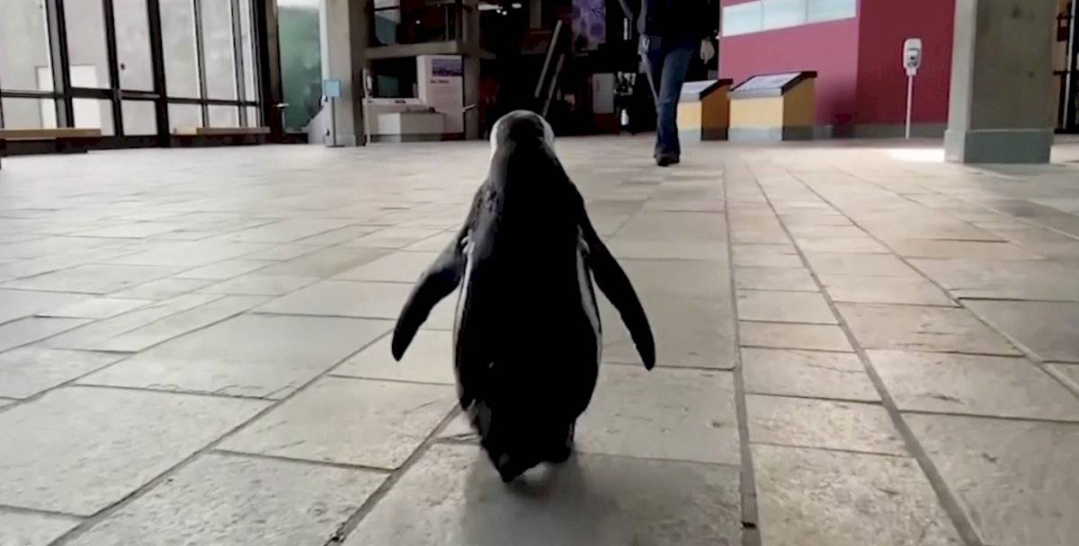 Pingüino aprovecha la falta de visitantes y se pasea por acuario en California