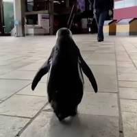Pingüino aprovecha la falta de visitantes y se pasea por acuario en California