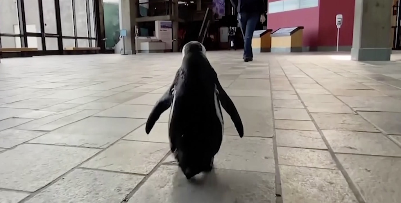 Pingüino aprovecha la falta de visitantes y se pasea por acuario en California