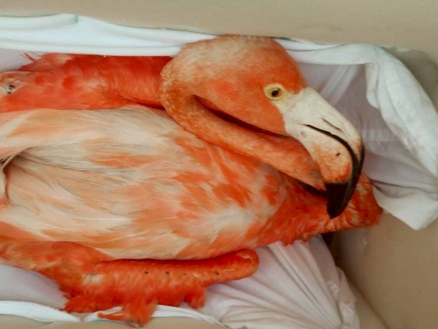 Flamencos