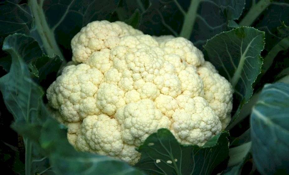 El coliflor posee sulforafano, un compuesto que tiene el poder para combatir el cáncer.