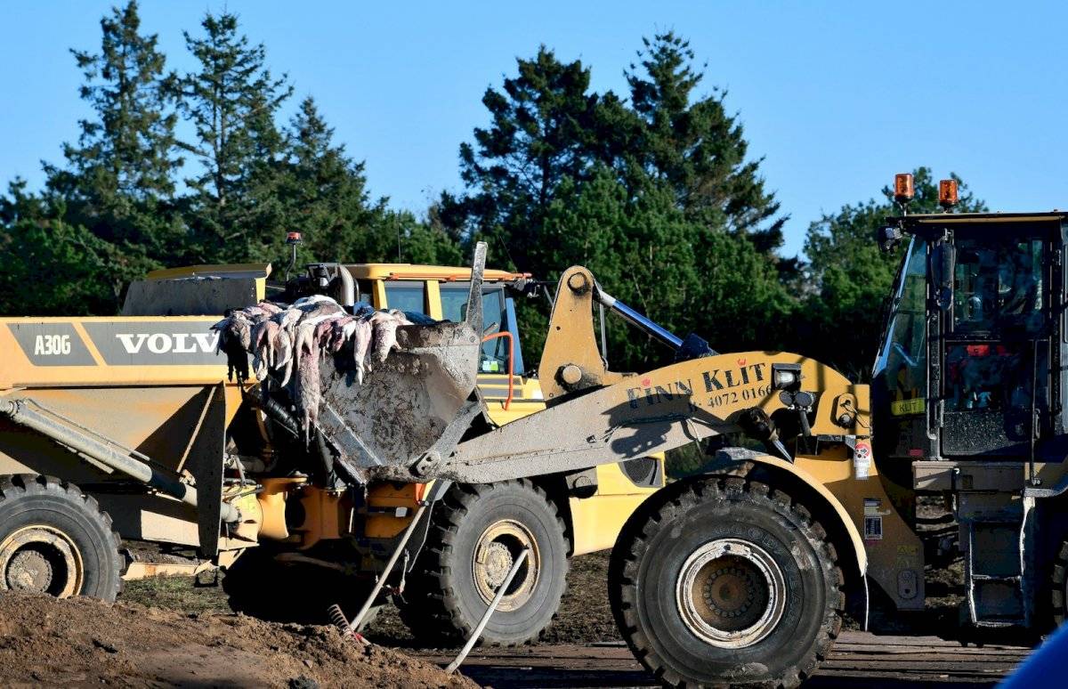 Sacrificaron millones de visones en Dinamarca