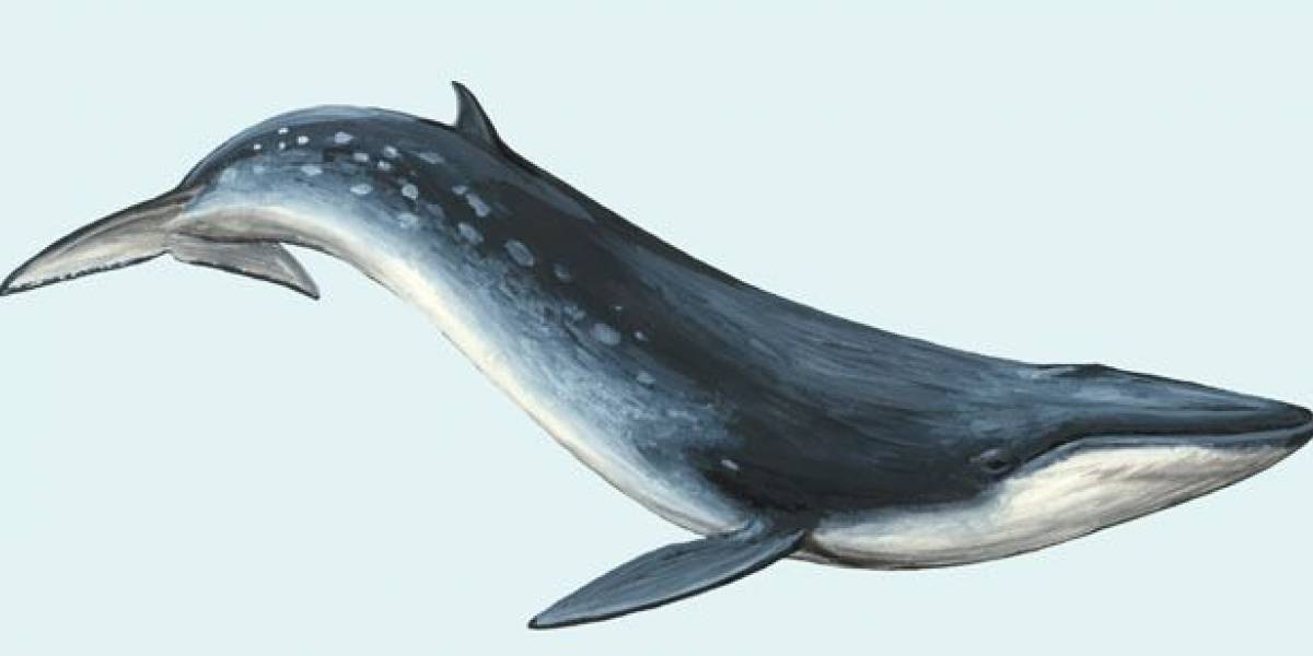 Mira los huesos intactos de esta ballena de más de 3 mil años: miden 12 metros