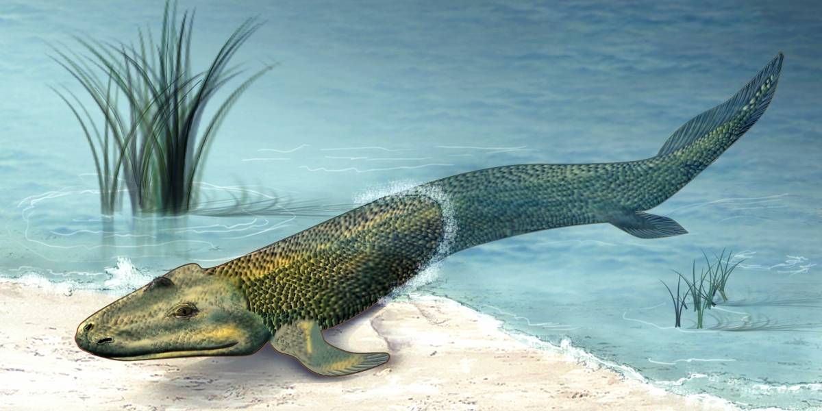 Científicos hallaron el hueso clave que llevó a los vertebrados del océano a la superficie hace 390 millones de años, sugiere estudio