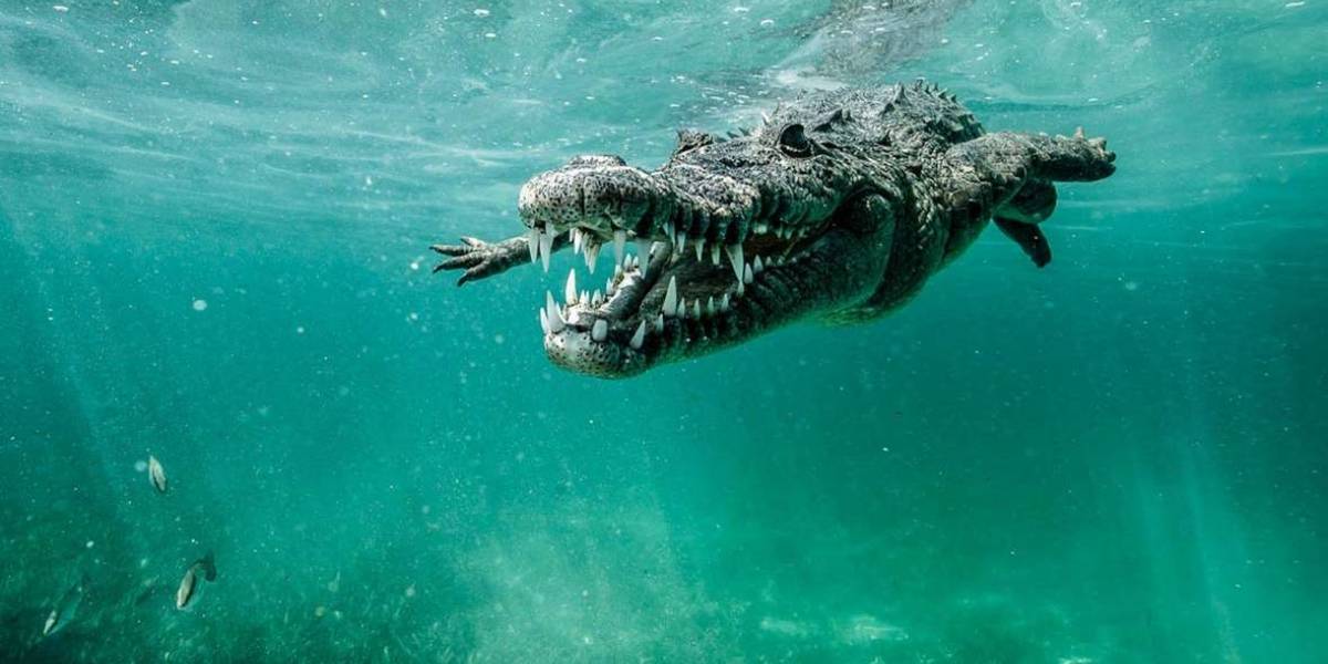 No podrás creer lo que ocurrió cuando un tiburón toro se encontró a un cocodrilo gigante