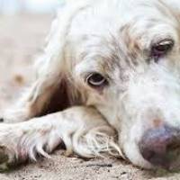 Claves para ayudar a los perros cuando envejecen