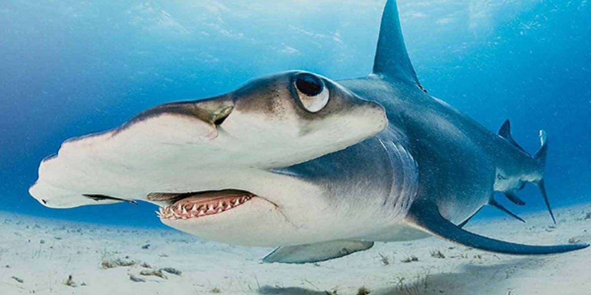 El aterrador momento en el que un tiburón martillo acecha a un hombre