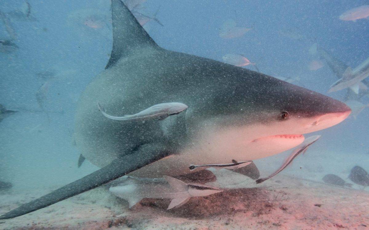  Tiburón toro 