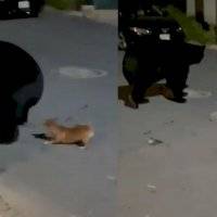 ¡Oso que ladra no muerde! Chihuahua ahuyenta a un oso negro en Monterrey