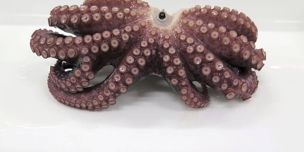 Pescador japonés encontró un extraño pulpo de nueve patas y se dio cuenta mientras lo estaba cocinando para la cena