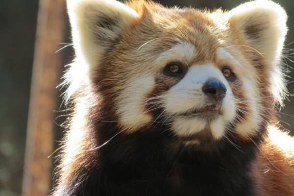 Para morirse de ternura: Buin Zoo presenta a su primera pareja de pandas rojos