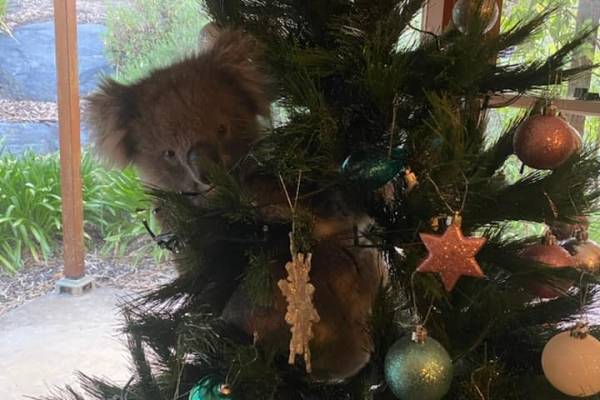 Cosas que pasan en Australia: familia llega a su casa y encuentra a un koala en su árbol de Navidad
