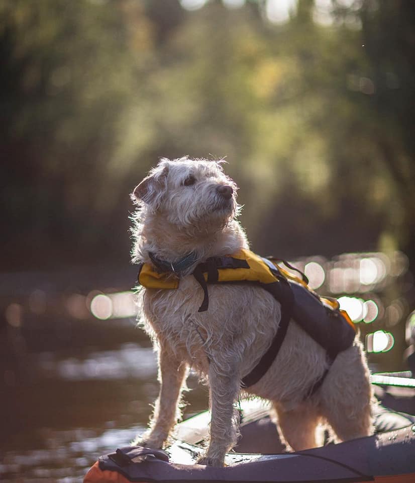 Arthur el perro mas aventurero