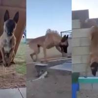 ¡Parkour! Perro supera enorme circuito de obstáculos