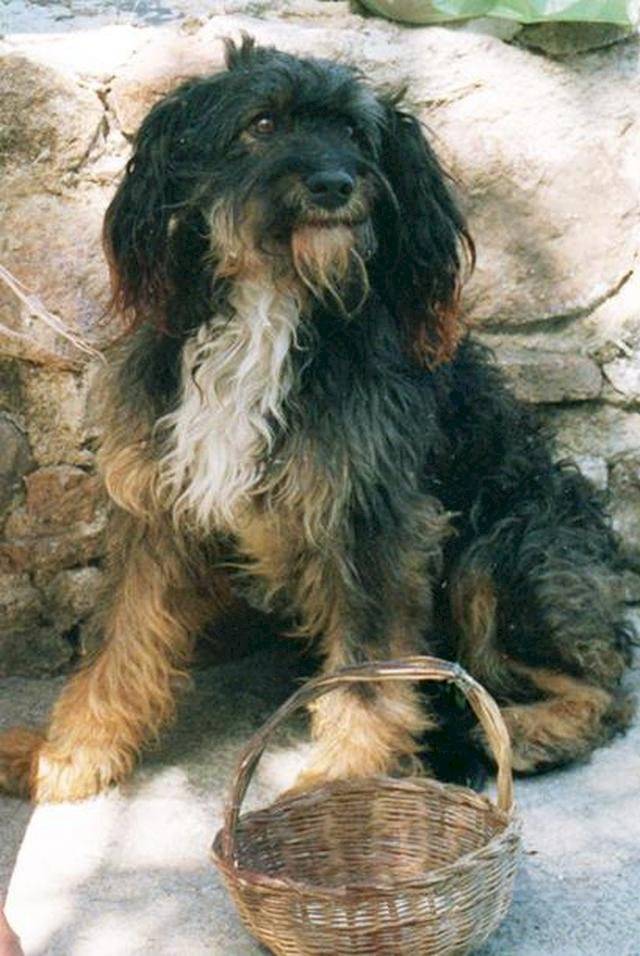 ¿Recuerdas al perro Pulgoso de “Marimar”? Thalía cuenta cómo era trabajar con el can