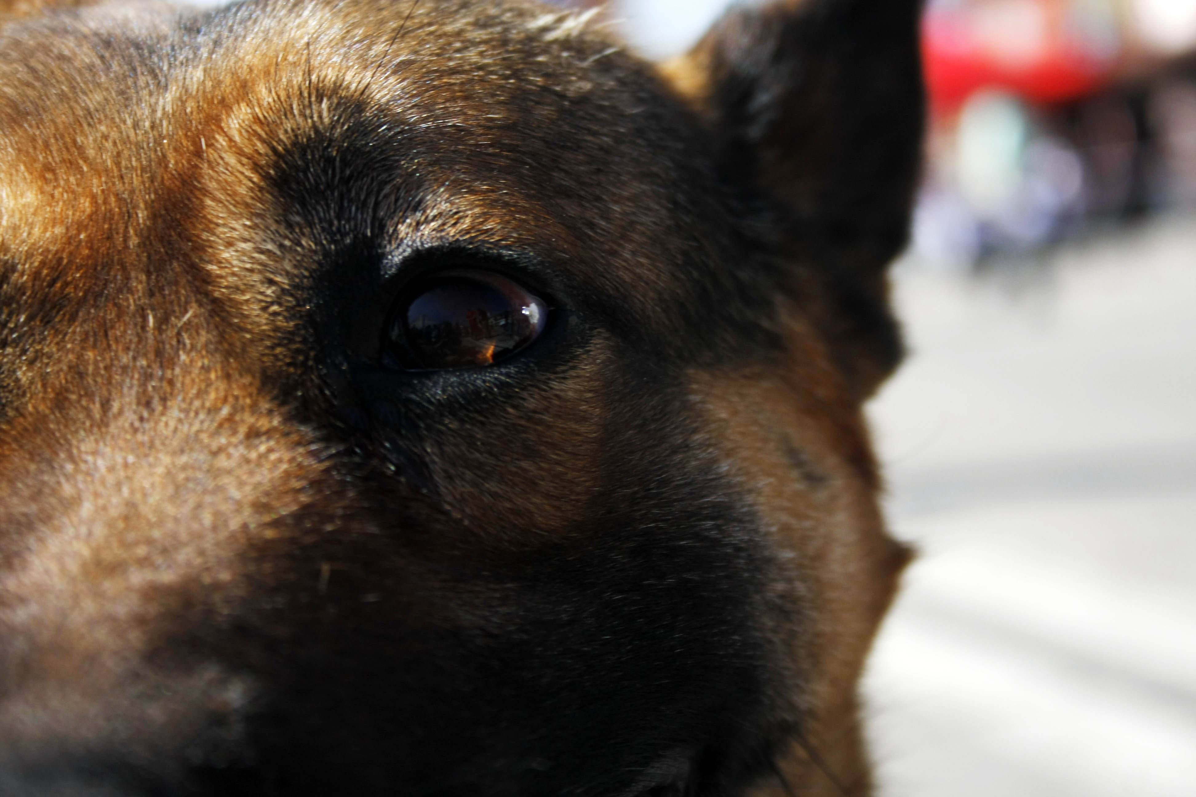 perro