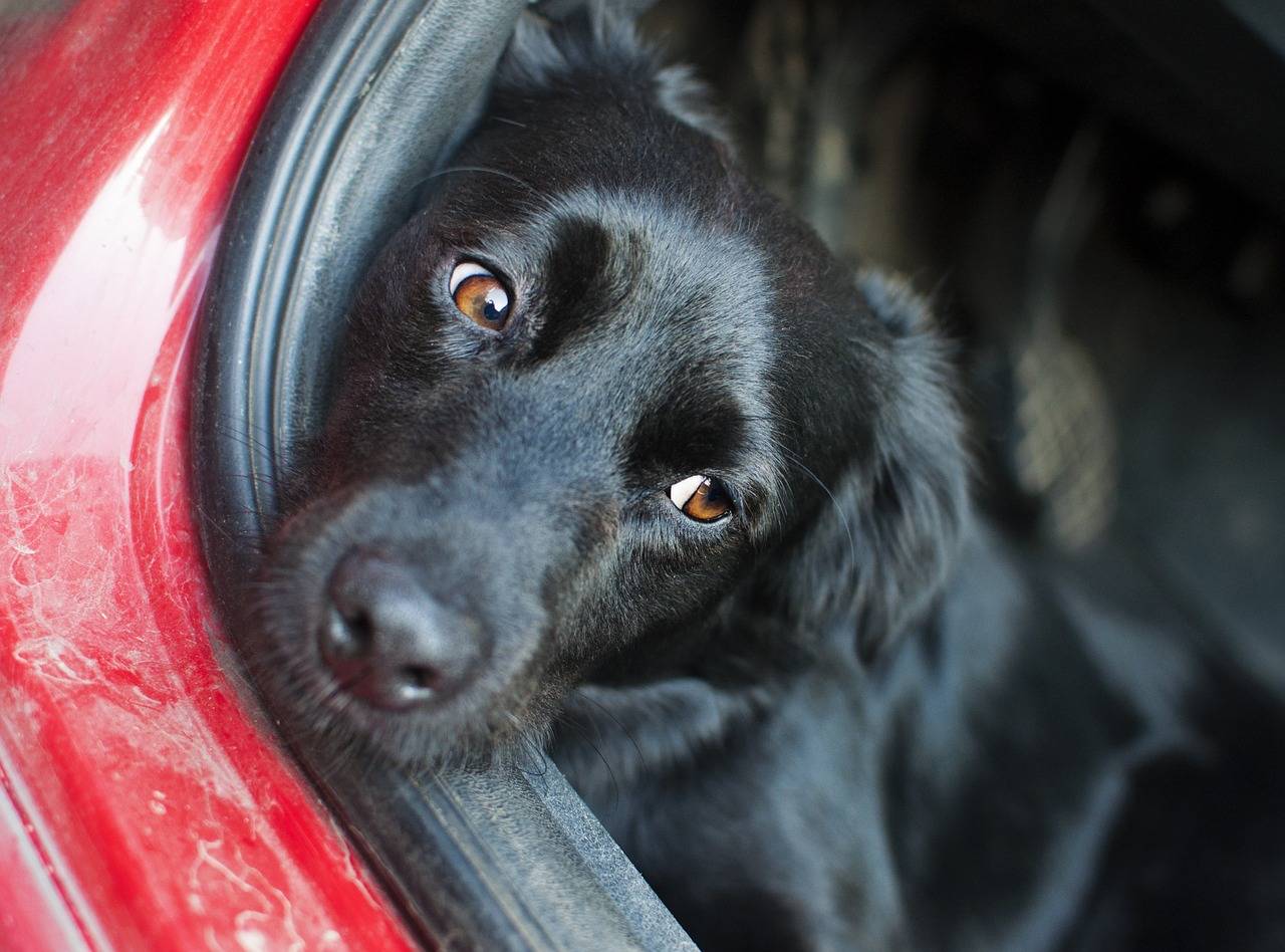 perro
