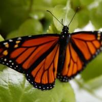 Estados Unidos desiste de dar protección a las mariposas monarcas