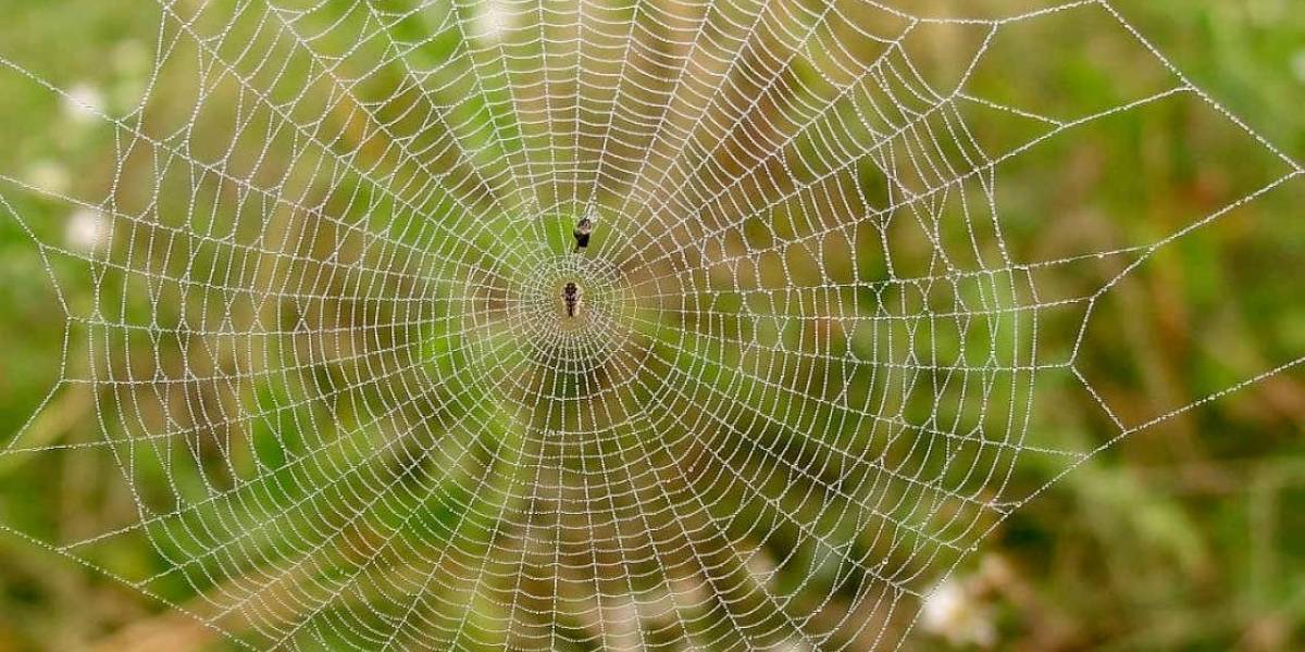 Arañas en la Estación Espacial Internacional necesitan de la luz como guía de orientación para tejer sus redes