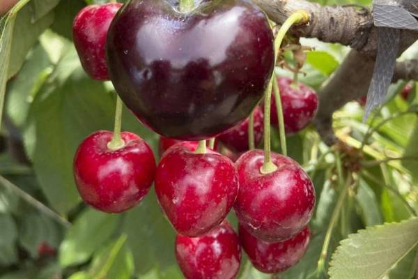 Cereza chilena podría entrar en el récord Guinness: pesa 25 gramos