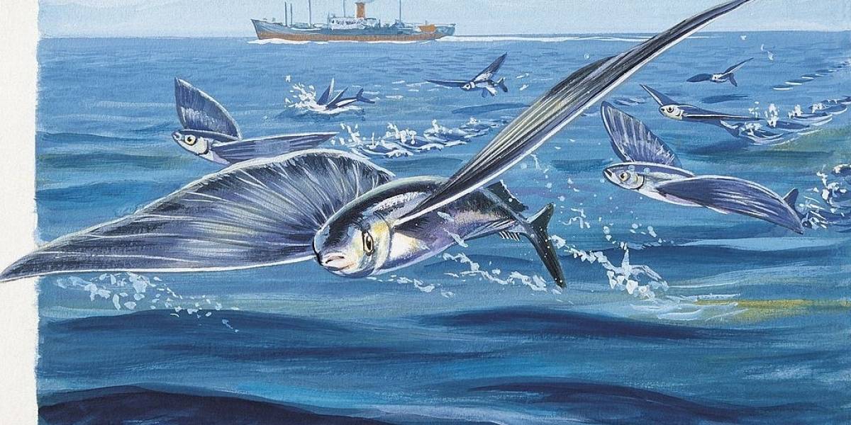 ¿Realmente vuelan los peces voladores? Conozcamos más sobre esta especie