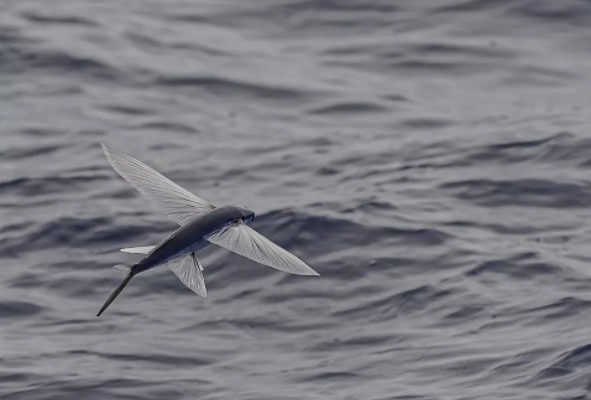 Peces voladores.