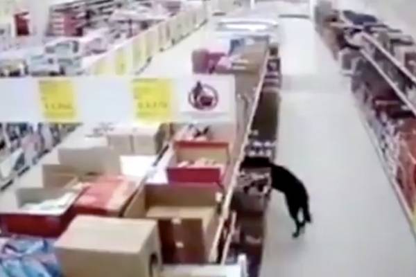 Perrito ladrón, pero higiénico: robó comida de supermercado y se desinfectó los pies antes de salir