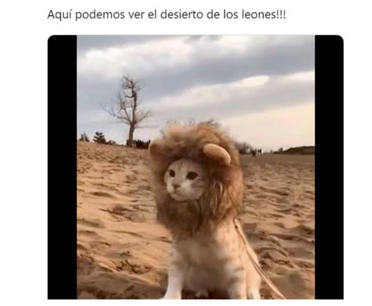 Estos fueron los mejores memes de 2020, y quiénes los protagonizaron