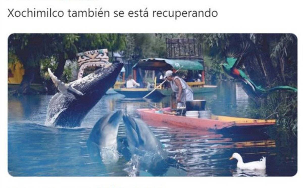 Estos fueron los mejores memes de 2020, y quiénes los protagonizaron