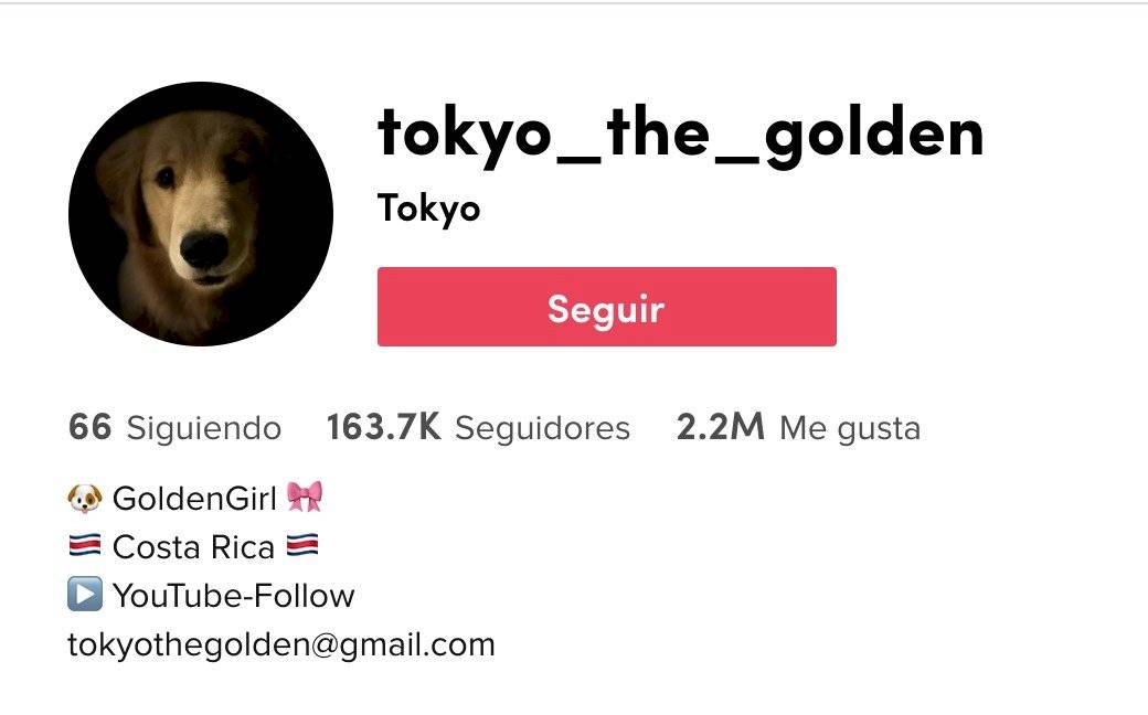 Perrita conquista TikTok por hacer del baño como un humano