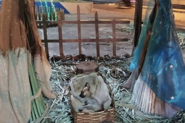 Fenómeno viral: descubren a perrito durmiendo en un pesebre en plena calle