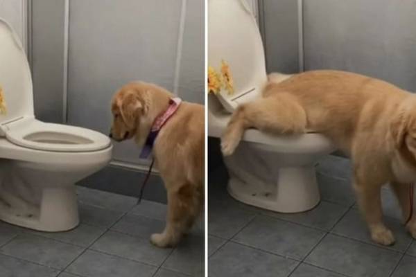 Perrito es furor en redes sociales: hace sus necesidades en el WC