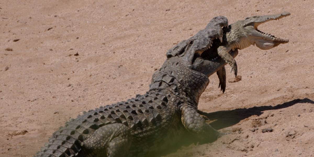 El impresionante momento en el que un cocodrilo se come a otro más pequeño