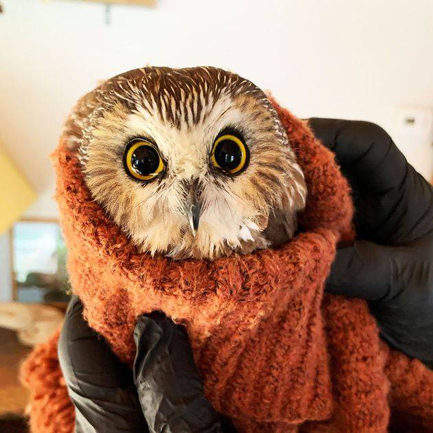 2020 noticias buenas resumen