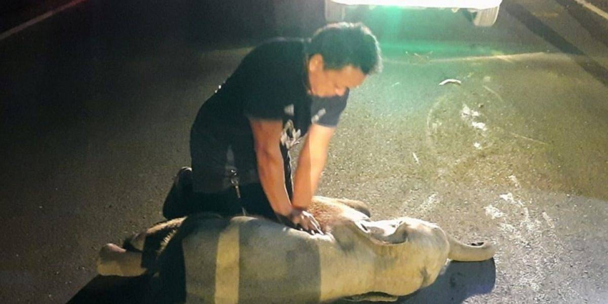 VIDEO: Así revivió un hombre a un elefante bebé en Tailandia