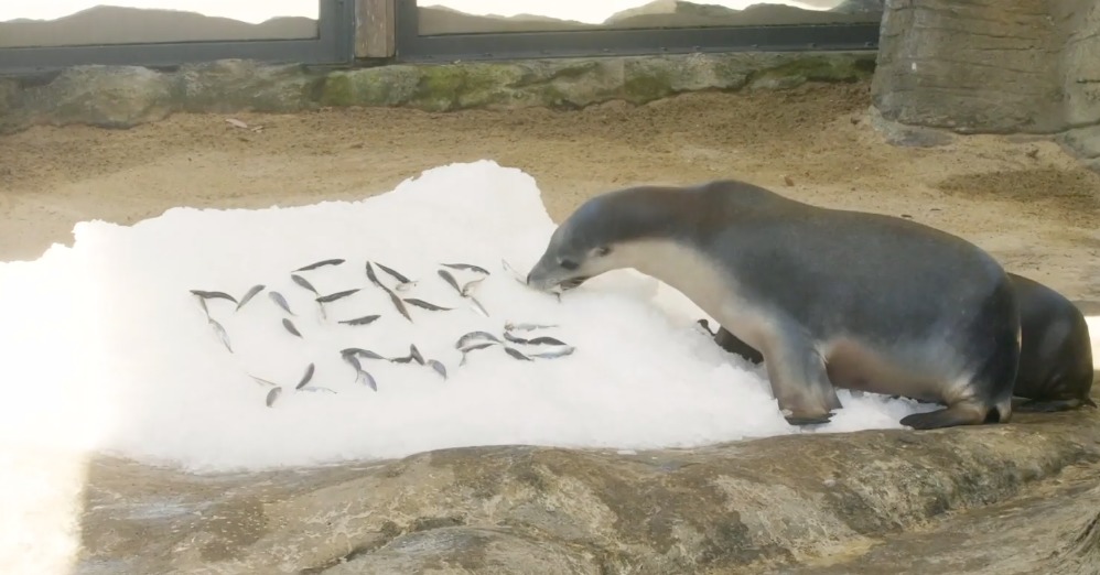 Animales del zoo de Sídney celebran fiestas navideñas con un festín