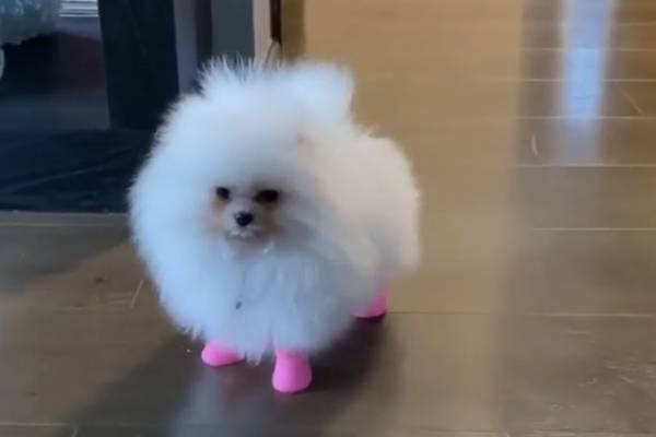 El regreso de Nano Calderón: presenta a su perrita influencer y se dedica a promover a emprendedores