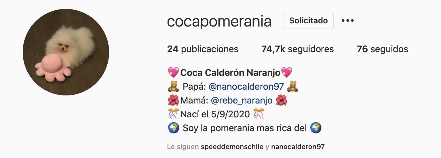 Perrita de nano