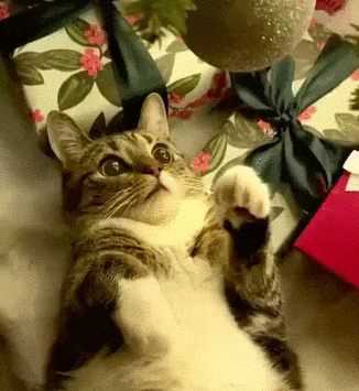 Vídeo de gatinho deslumbrado com efeito de Natal viraliza nas redes; assista