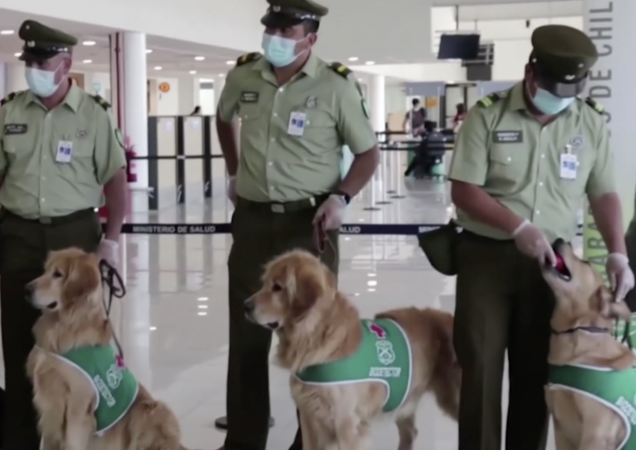 Perros detectan COVID-19 en aeropuerto de Chile
